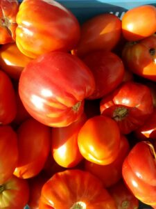 Zonnige biologische tomaten vers geplukt voor onze groentepakketten