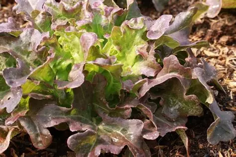 Voorbeeld van eikenbladsla uit onze bioboerderij Rauwekost