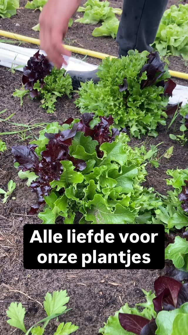 Instagram post from boerderij_rauwekost. This post is in position 2.